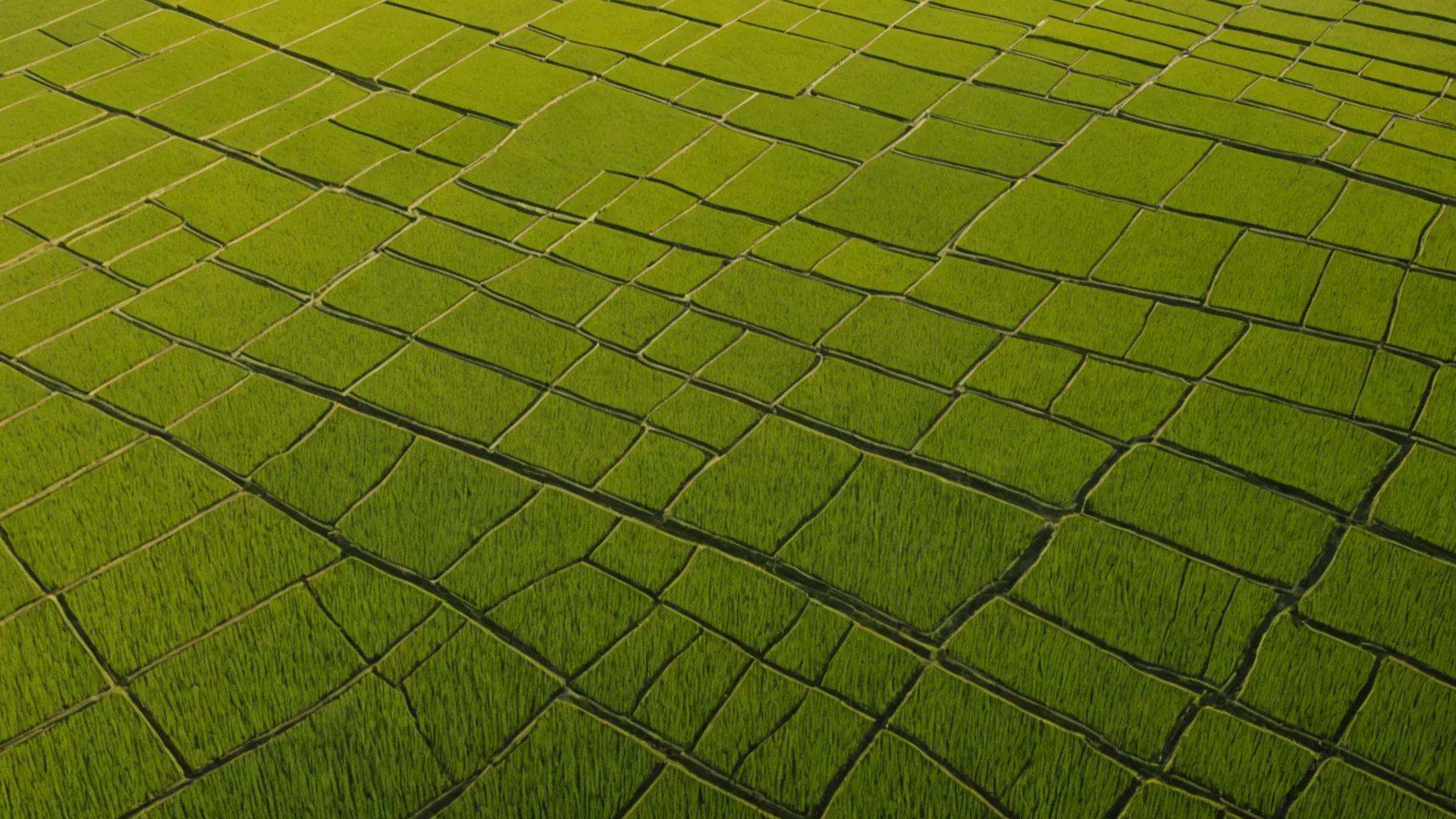 Rice paddy fields at sunrise in West Java, Indonesia
